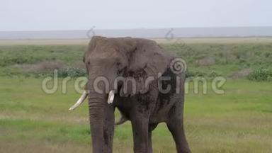 近距离观看一只成年野生非洲大象穿越草原平原